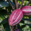Kakaofrüchte am Baum