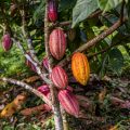 Kakaofrüchte am Baum