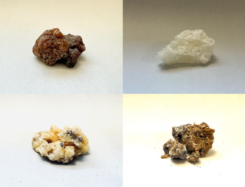 Neue Copal-Sorten aus Mexiko jetzt online!